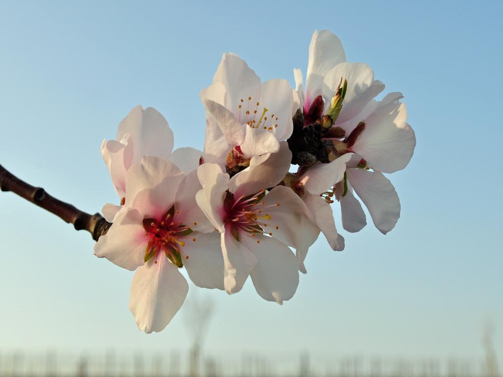 Hofgarten Rosa Ilbesheim bei Landau in der Pfalz エクステリア 写真